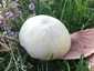 Nagyspórás csiperke (Agaricus crocodilinus), Budai-hegység